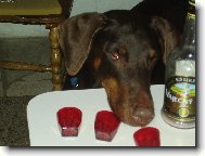 Dobermann, Doberman