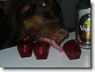 Dobermann, Doberman