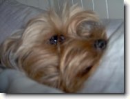 Jorkrsk terier, Yorkshire Terrier,