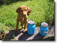 Rövidszörü Magyar Vizsla, Hungarian Short-haired Pointing Dog