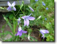 Campanula isophylla