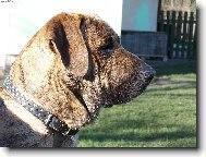 Fila Brasileiro