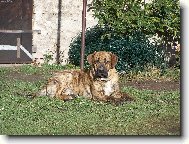 Fila Brasileiro