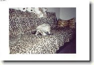 Pekingese, Pekinese, Peking Palasthound