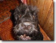 Black Russian Terrier