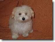 Bichon Havanais, Havanese
