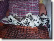 Dalmatian \\\\\(Dog standard\\\\\)