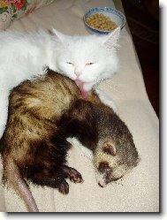 Turkish Angora