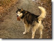 Alaskan Malamute