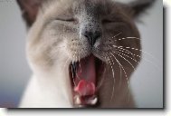 Siamese cat