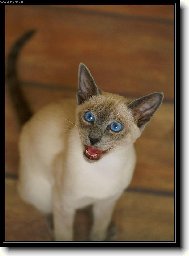 Siamese cat