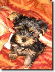 Jorkšírský terier, Yorkshire Terrier,
