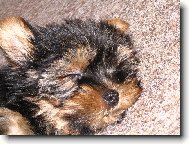 Jorkšírský terier, Yorkshire Terrier,