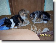 Shetland Sheepdog