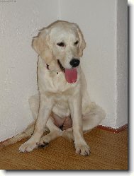 Golden Retriever