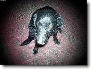 Czech Pointer, Bohemian wire-haired Pointing griffon