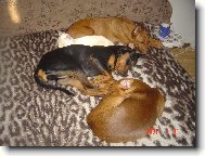 German Pinscher