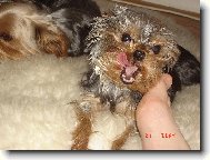 Jorkrsk terier, Yorkshire Terrier,