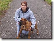 Deutscher Boxer