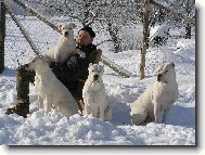 Dogo Argentino