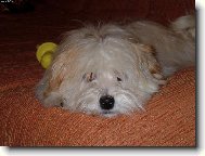 Bichon Havanais, Havanese