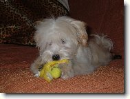 Bichon Havanais, Havanese