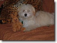 Bichon Havanais, Havanese