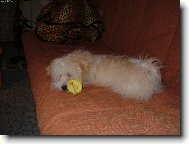 Bichon Havanais, Havanese
