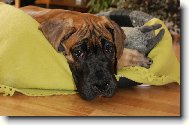 Deutsche Dogge