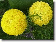 Chryzanthemum