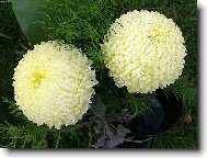 Chryzanthemum