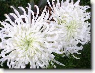 Chryzanthemum