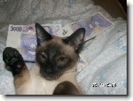 Siamese cat