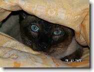 Siamese cat