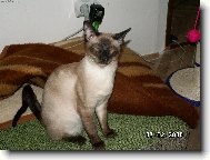 Siamese cat
