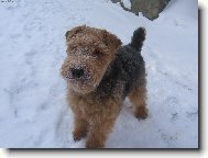 Welsh terrier \(Dog standard\)