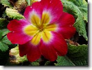 Primula