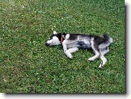 Alaskan Malamute