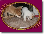 Chihuahua