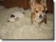 Chihuahua