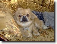 Pekingese, Pekinese, Peking Palasthound