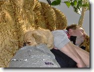 Pekingese, Pekinese, Peking Palasthound