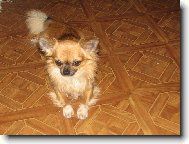 Chihuahua