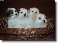 Coton de Tulear