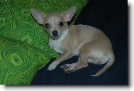 Chihuahua