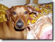 German Pinscher