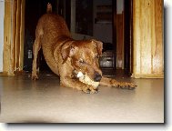 German Pinscher