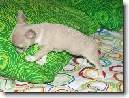 Chihuahua
