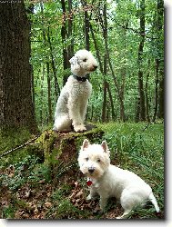 Bedlington terrier \(Dog standard\)