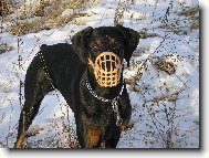 Dobermann, Doberman